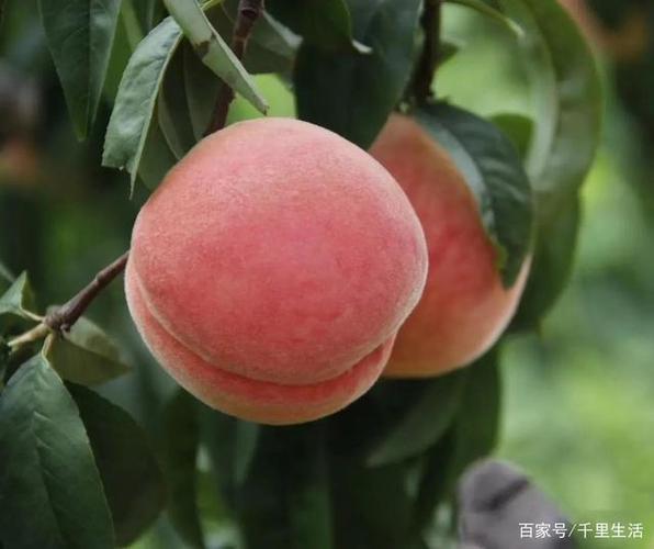 排名第一蟠桃品种缩略图