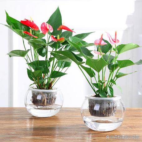 红掌花怎么养