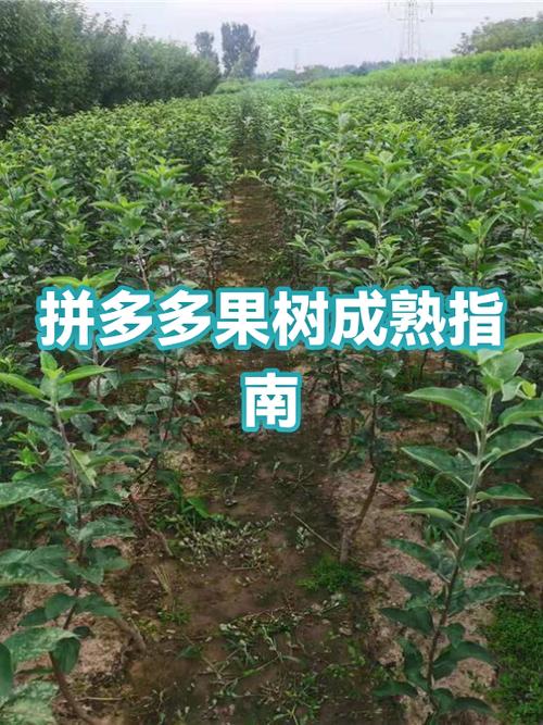拼多多果树成熟不见了图标