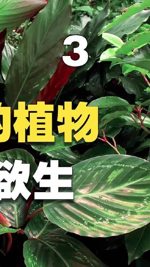 捕蝇草猪笼草牡蛎蘑菇有毒吗图标