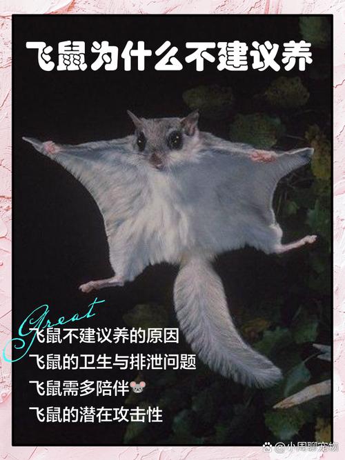 飞鼠广告app缩略图