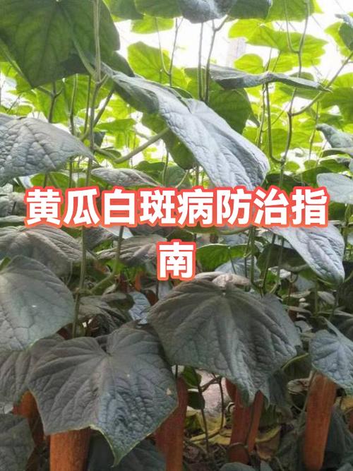 外阴白斑病怎么治疗