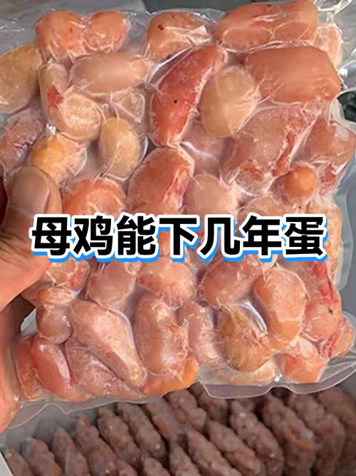 土鸡能下几年蛋缩略图
