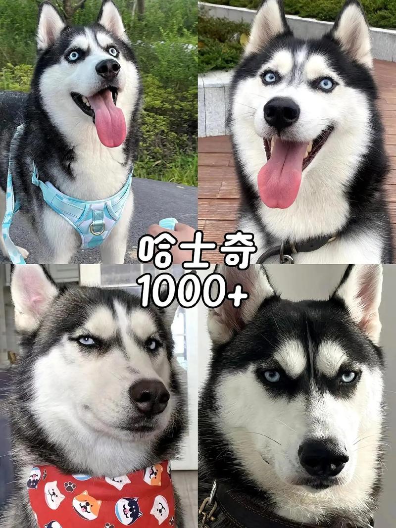 哈哩哈哩hilihili官网版图标