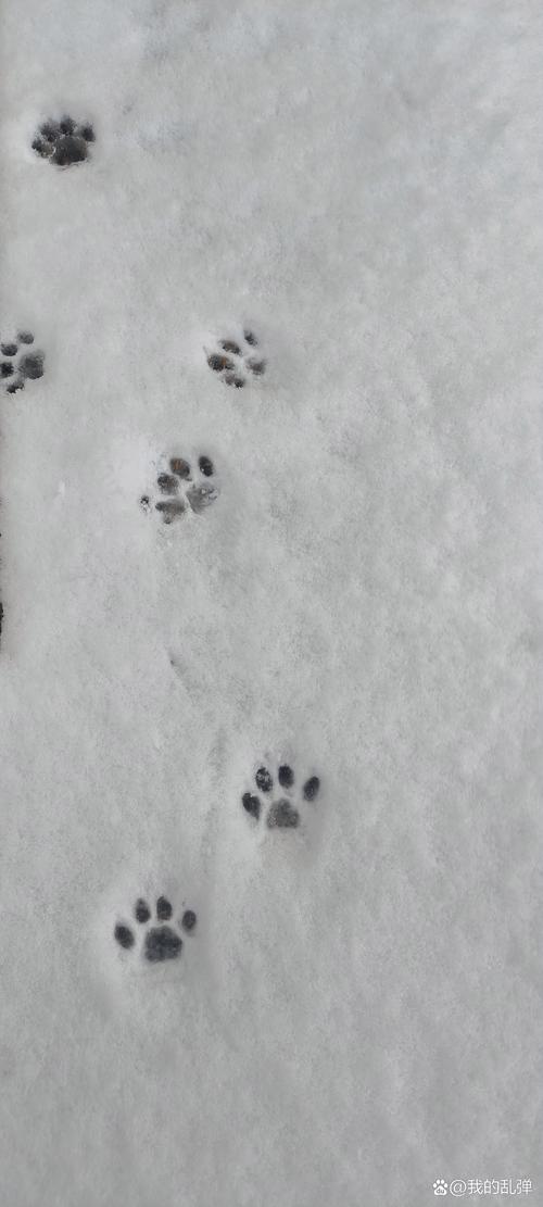 雪地里高跟鞋的脚印