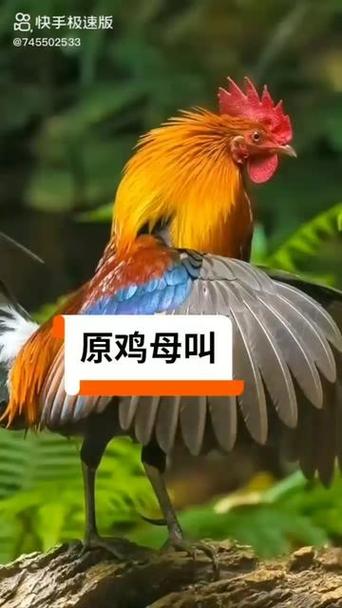 原鸡母鸡叫缩略图