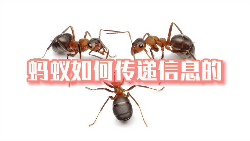 蚂蚁森林怎么送别人能量