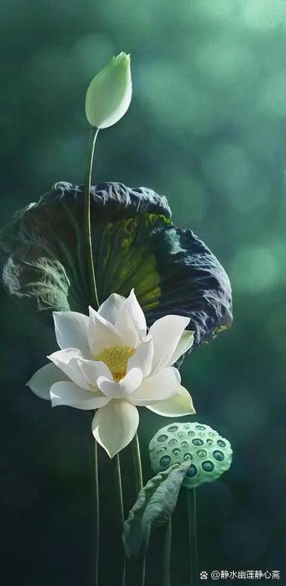 莲花图片