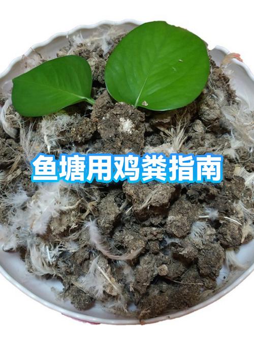 鸡粪污水如何处理
