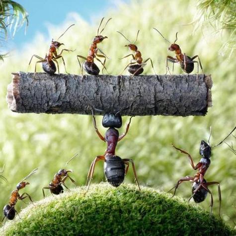 蚂蚁森林助手缩略图