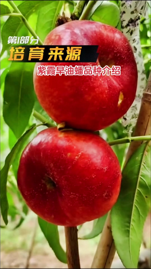 紫霞油蟠桃的品种介绍游戏截图