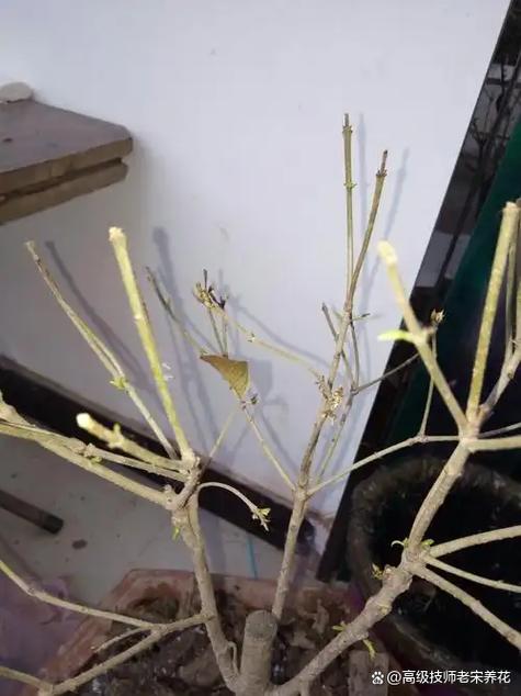 荔枝树怎么养才长得好缩略图