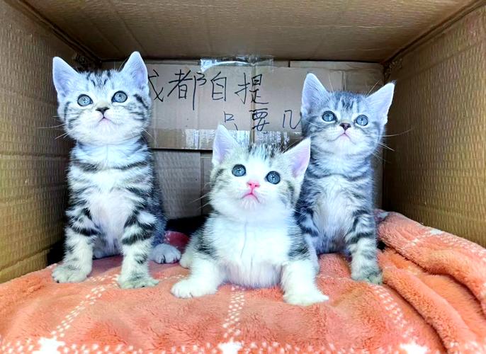 美猫购物平台怎么样