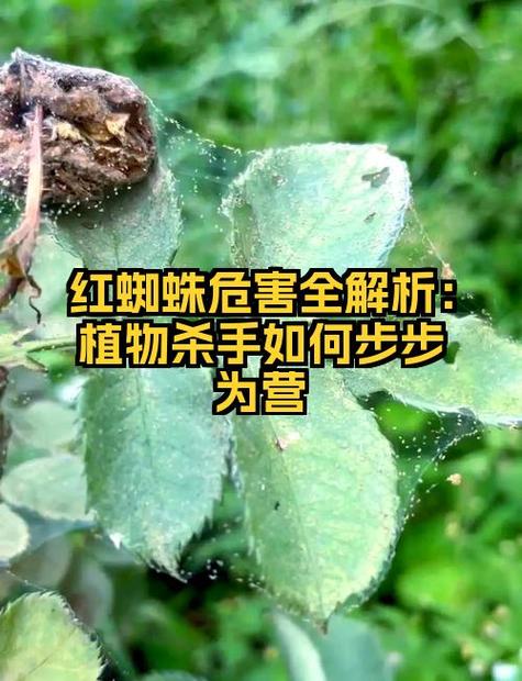杀红蜘蛛用什么药最好游戏截图
