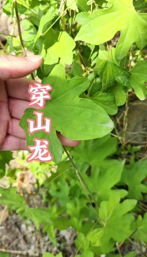 穿三龙草的功效