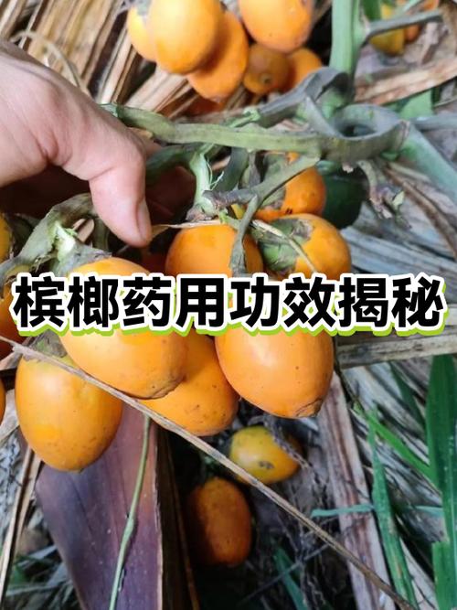 女生可以吃槟榔吗缩略图