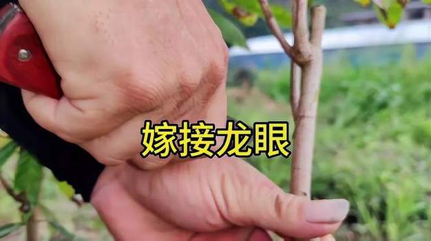 龙眼荔枝嫁接技术视频游戏截图