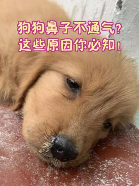 仓鼠噗噗还一直搓鼻子
