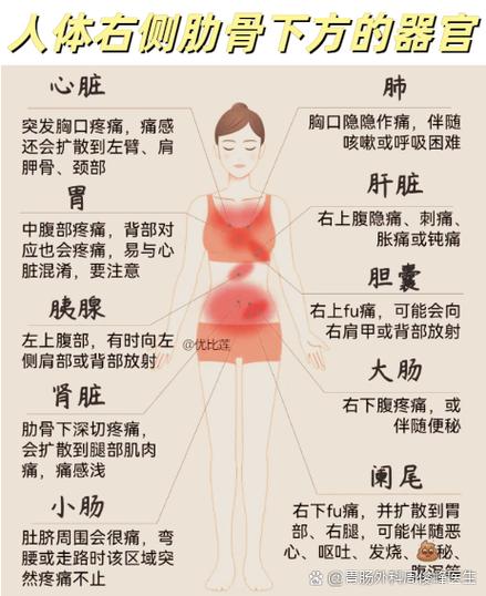 右肋骨下面疼是什么病缩略图