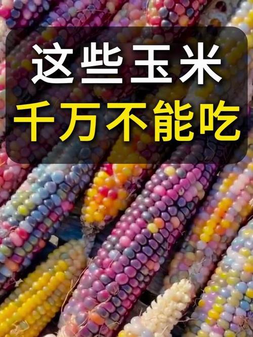 玉米不能和什么一起吃