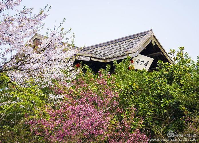 樱花花语是什么象征着什么图标