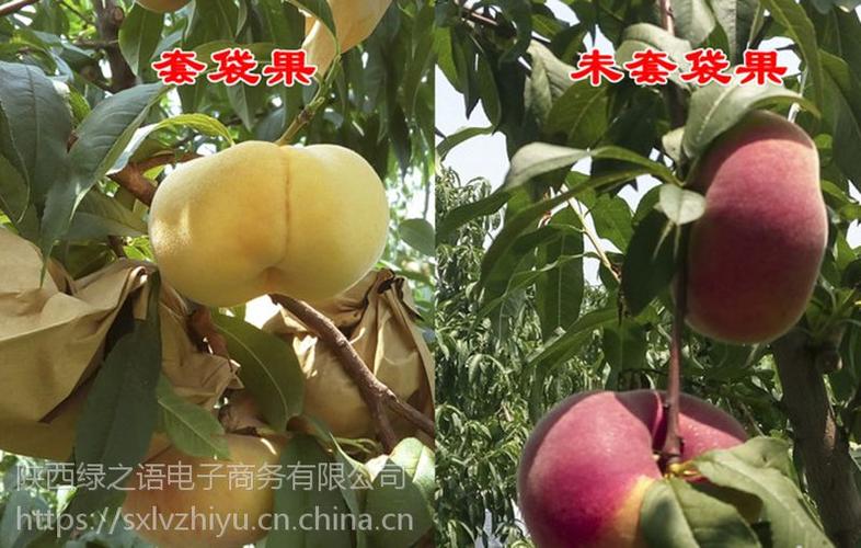 中蟠11号蟠桃视频缩略图