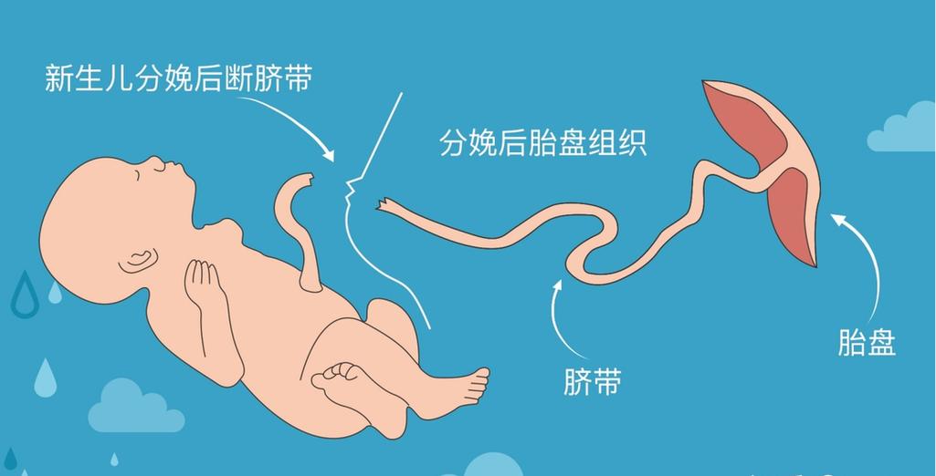 脐带放家里是吉是凶图标