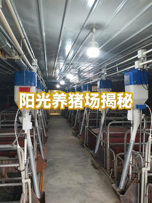 阳光养猪场升级有什么用图标