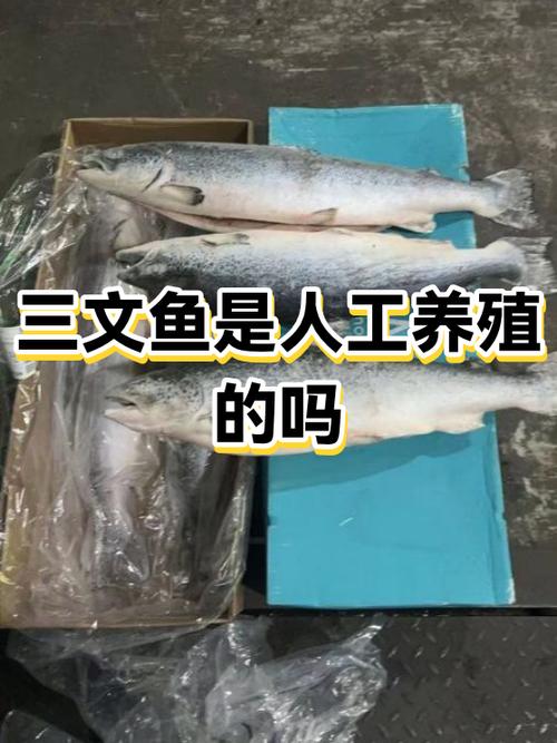 三文鱼的来历故事图标