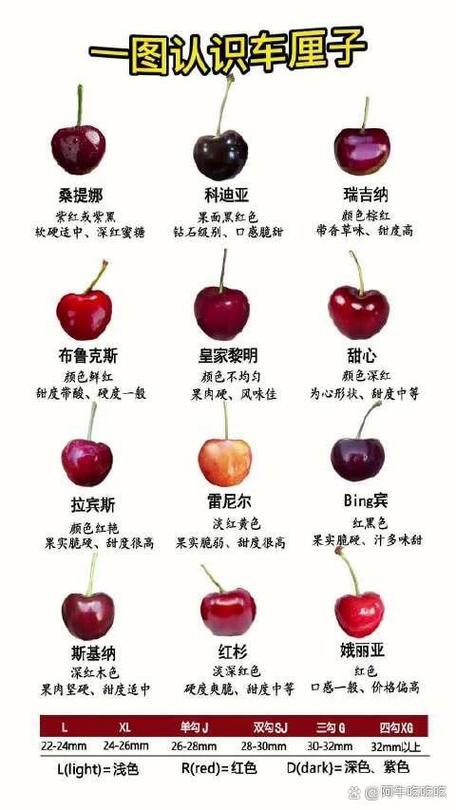 樱桃品种排名前十缩略图