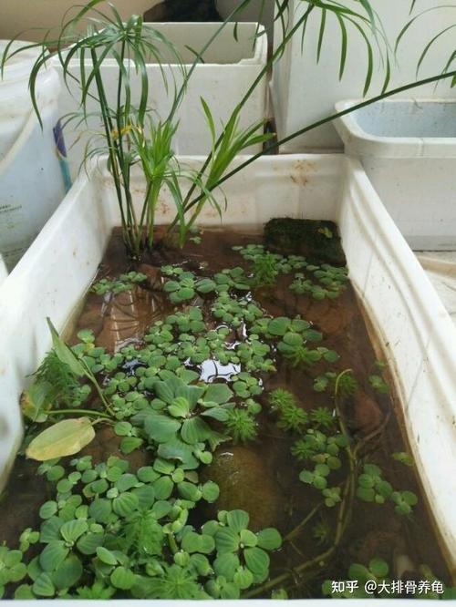 绿水怎样培养图标