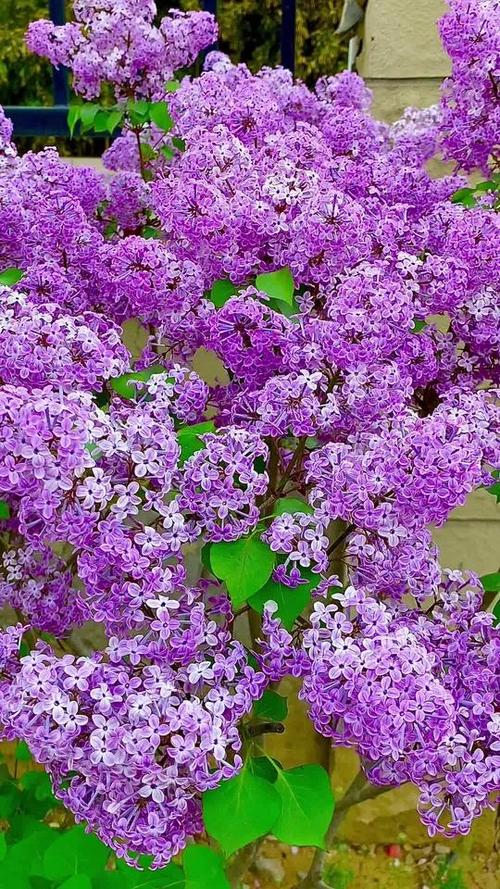 丁香花的图片