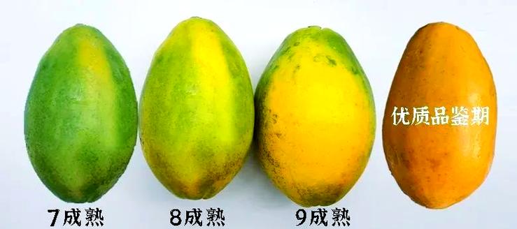 木瓜品种及图片