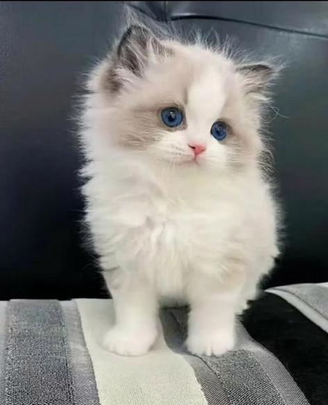 小奶猫多少钱一只缩略图