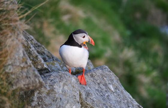 puffin是什么鸟图标