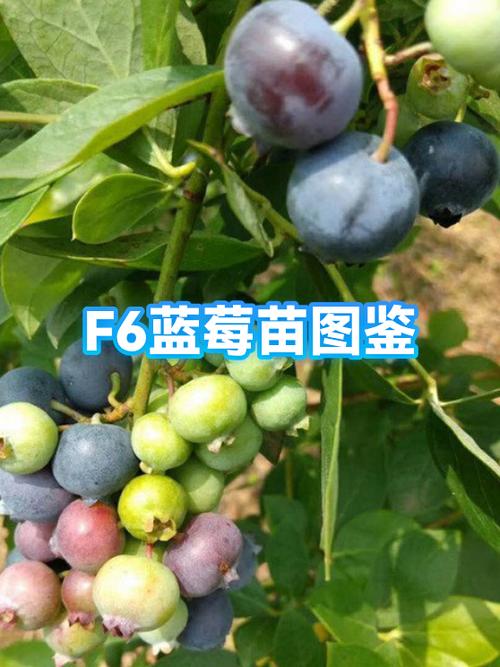 蓝莓树长什么样子图片缩略图