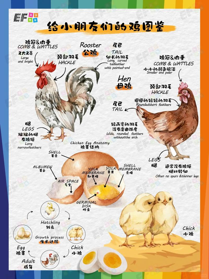 小鸡g3和t4的区别