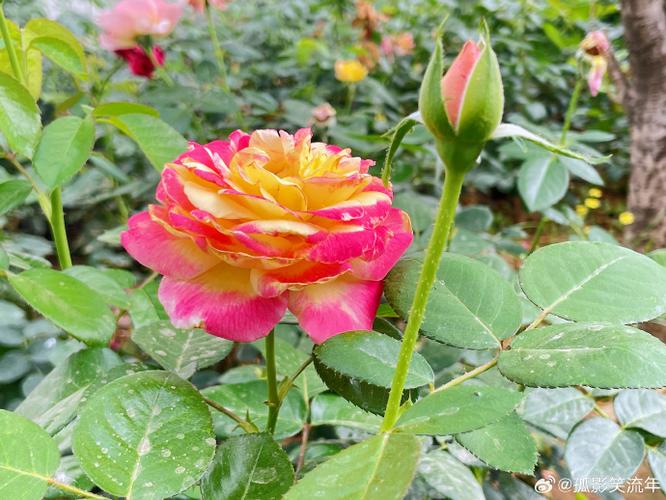 月季花吧缩略图