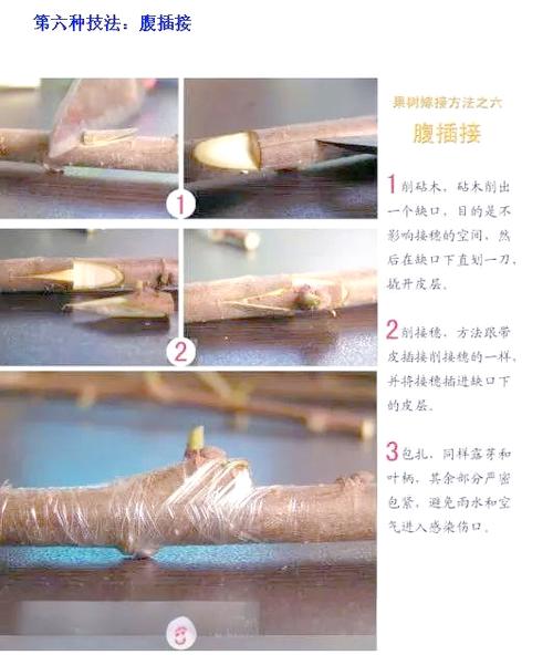 嫁接方法视频教程游戏截图