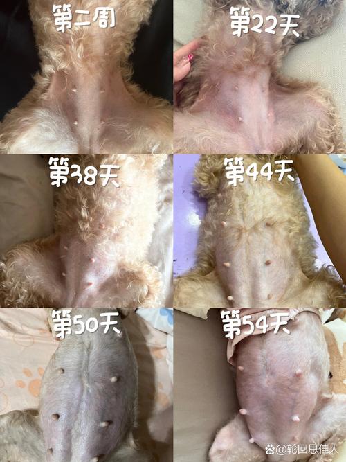 狗狗受孕日常by笔趣阁全文免费阅读缩略图