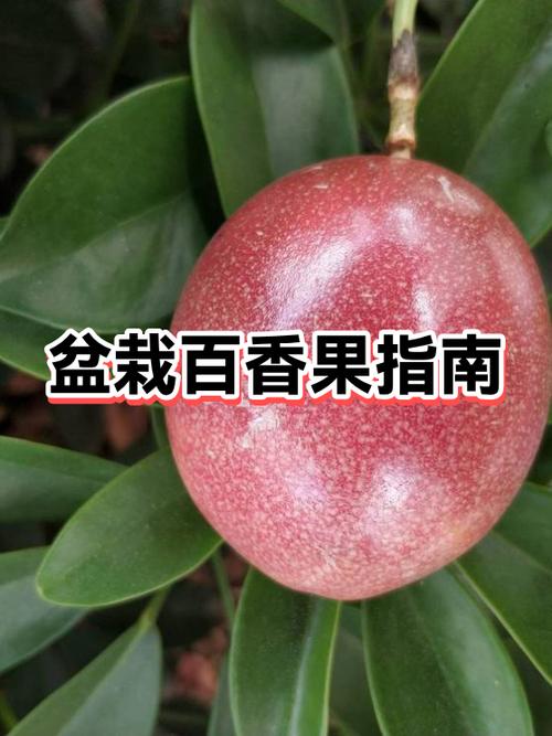 百香果最喜欢的肥料
