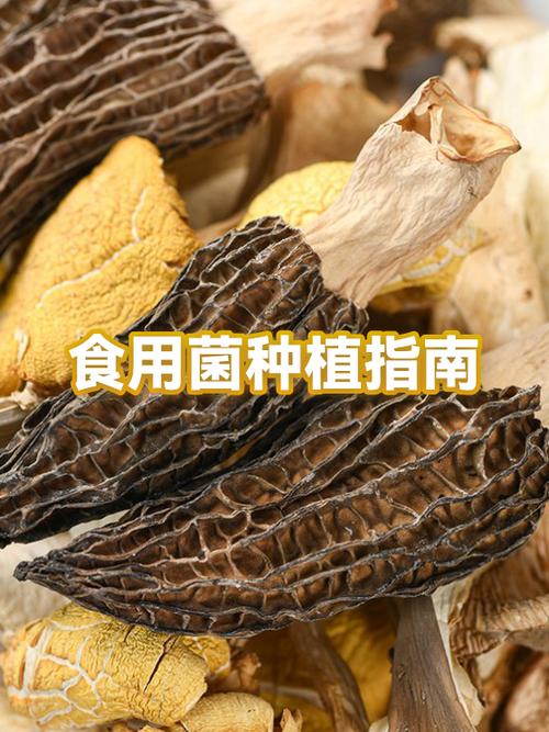 农村旧房食用菌种植