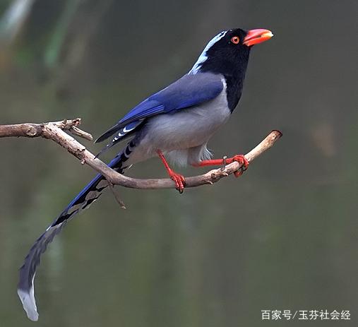 长尾巴的雀鸟是什么图标
