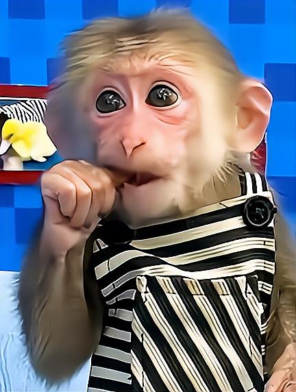 长袜子皮皮中皮皮称她养的猴子为