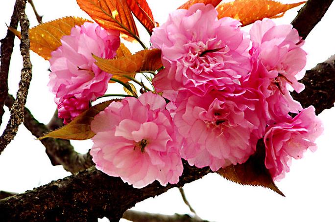 红色的樱花缩略图