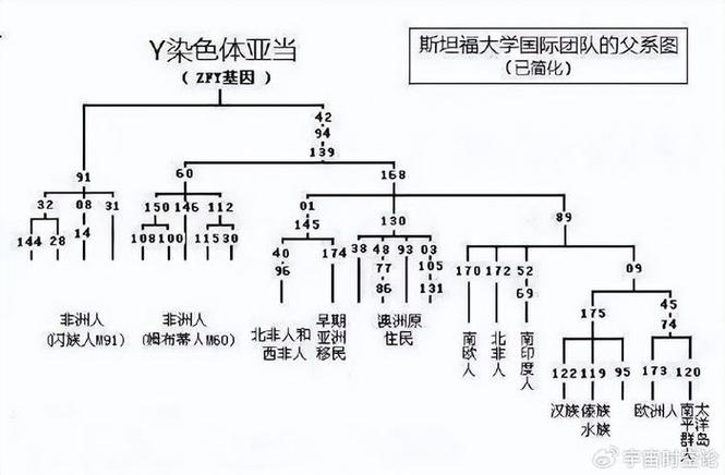 racial phylogeny