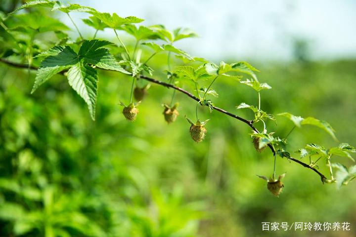 仲夏电影《仲夏的果实》