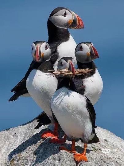 puffin7.8.1缩略图