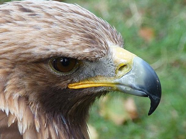金雕omega游戏截图