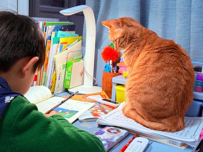 辅导猫打卡在哪